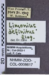Etiketten zu Tetralimonius definitus (NHMW-ZOO-COL-0008617)